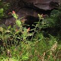 AUS QLD Babinda 2001JUL17 Boulders 016 : 2001, 2001 The "Gruesome Twosome" Australian Tour, Australia, Babinda, Boulders, Date, July, Month, Places, QLD, Trips, Year